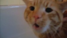 Banyo Yapmak İstemiyorum Diye Bağıran Kedi