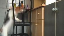 Hırsız köpek yemek için iş başında!