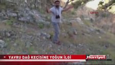Yavru Dağ Keçisi