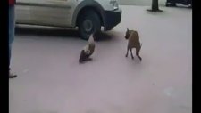 Pitbulla kafa tutan horoz!