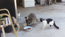 Kedi Maması Çalan Rakun
