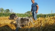 2 Aylık Drahthaar Zeyna