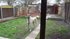 5 Ay Sonra Sahibini Gören Türk Çoban Köpeği