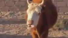 Konuşan İnek