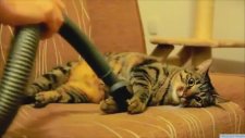 Elektrik Süpürgesiyle Mest Olan Kedi