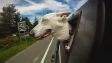 Köpeklerden Öğreneceğimiz Çok Şey Var!