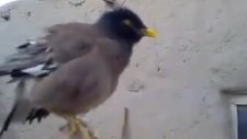 Bebek Gibi Ağlayan Kuş