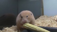 Mısır Yemeyi Bilmeyen Hamster