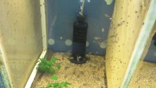 Pigme Corydoraslarım