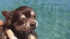 Bezgin Köpek Yüzerse