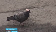 Kafasında Şapkayla Gezen Kuş