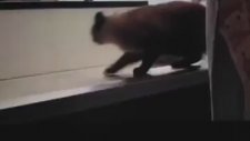 İntihar Eden Kedi