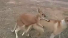 Kanguru İle Köpeğin Kapışması