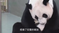 Yavrusunu Çok Özleyen Panda