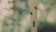 The Boy In The Oak Fragman