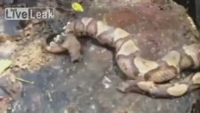 Yılanın kopuk başı kendi bedenini soktu