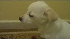 Köpeğin Suçluluk Hissi!