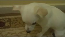 Köpeğin Suçluluk Hissi