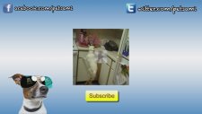 Sevimli Köpeğin Son Şarkısı