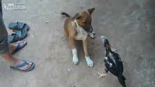 Köpeğe Kafayı Takan Horoz