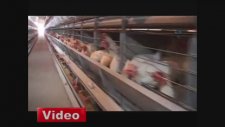 Tavuklarına 24 Saat İlahi Dinletiyor