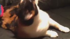 Konuşan Kedi
