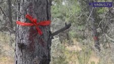 Odtü'de Yol Yapımı İçin Yüzlerce Ağaç Kesilecek
