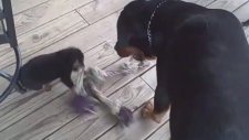 Annesine Kafa Tutan Yavru Rottweiler