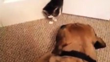Köpeği Korkutan Kedi