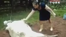 İnek veterinere adeta vole çakıyor