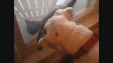 Psikopat Köpek