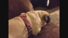 Tehdit Edilen Köpeğin Tepkisi