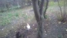 Horoz ve Köpek Dövüşü