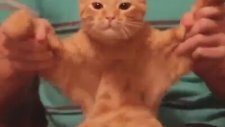 Kedinin dubstep ile imtihanı