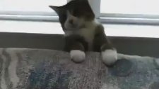 Sahibini Korkutan Kedi