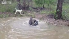 Kanguru Köpeği Boğuyordu