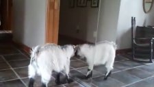 Keçinin Ayna ile imtihanı