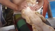 Kediyi Rahatlatan Masaj