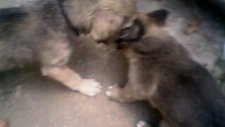 Yavru Köpekler