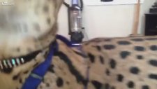 Canlı Fareyle KEDİ Besleyen Kız