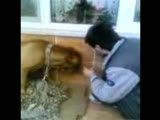 dogue de bordeaux - fransız mastiff attack - pitbu