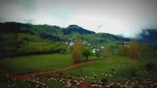 Artvin Şavşat Aşağı Koyunlu Köyü'nde Mayıs Ayı Ve Koyunlar