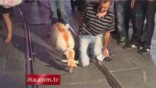 Taksim'de Kuzusu İle Gezen Adam