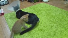 Kuyruk Takıntısı Olan Kedi