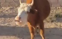 Konuşan İnek