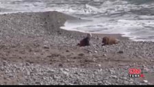Türkiye bu köpeği konuşuyor