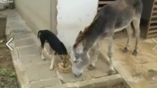 Eşeğin, köpekten intikamı