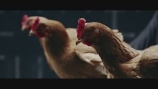 Mercedes'den Tavuklu Reklam