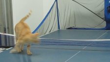 Ping Pong Oynayan Kedi