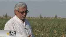 Haspınar Eko Haber 23